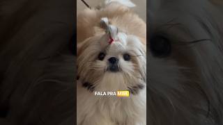 Shitzu conversando..quero comer! 🐶#shitzulover #shitzu #shortsvideo #shorts #shortsviral #pets #pet