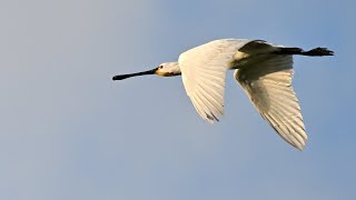 Wer fliegt denn da am Ijsselmeer, Bildershow