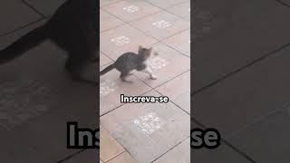 #shortsbrasil #viralvideo #cat #adote #gatos #adoteumgato #pets #adotaretudodebom #adoteumgatinho