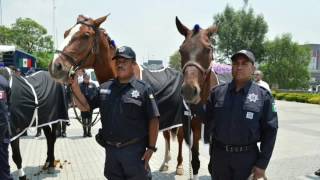 GOBIERNO DE ‪#‎NAUCALPAN‬ GARANTIZA OPERACIÓN DIGNA Y EFICAZ DE ‪#‎POLICIA‬ MONTADA