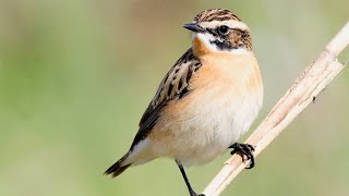 Vogel 🐦 des Jahres 2023 Braunkehlchen