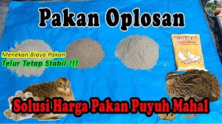 Pakan Alternatif Disaat Pakan Puyuh Mahal