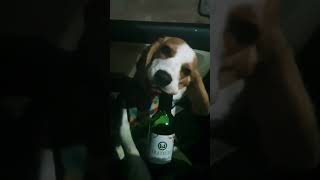 This boy is in a party mood on a Thursday evening!!! #dog #dogshorts #doglover #dogvideos #beagle