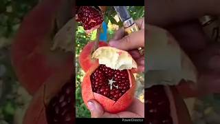 satisfying pomegranate cutting#rurallife#rural_life_india#nature#pomegranate#fruitcutting#harvesting