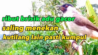 suara burung kutilang ribut||ampuh untuk panggilan kutilang di hutan,kutilang di rumah pasti Nyaut