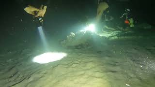 Playa Piskado, night dive, 01-12-24, Curacao