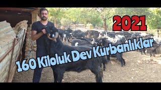 KURBALIK 2021 ADANA KOZAN KURBANLIK FİYATLARI #adanakurbanlık#davarciveliogullari#davarviveliçetin