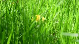 Relaxing video of grass in the wind.