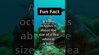 Fun Fact: 🐙🌊 All those tiny Baby’s!! #shorts #facts #facts #nature #ocean