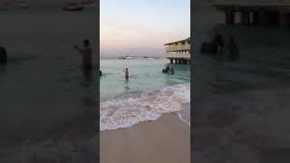 Barbados Race Horse Swim