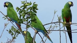 MARACANÃ, (Primolius maracana) arara pequena, ararinha, maracanã verdadeira, papagaio de cara branca