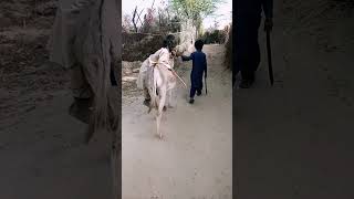 😱😱😱 donkey rider dkeho😱😱.#shorts #shortsvideo #viralshorts