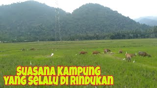 Sungguh Indah,,,  Suasana Kampung Terasa Sejuk. Binuang Kab.Polewali Mandar