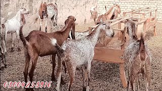 بکریوں کو چچڑ مار سپرے اس طرح سے کی جاتی ہے Goats are sprayed in this way