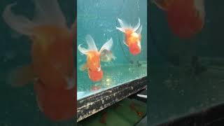 Feeding half-boiled green peas to lionhead oranda goldfish for swim bladder disease treatment.