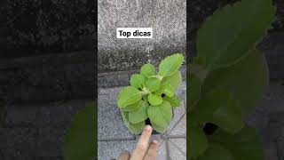 3 plantas medicinais poderosas