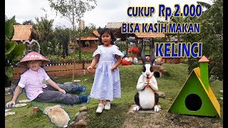 Kasih Makan Kelinci Puri Mataram Sleman Yogyakarta