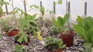 الزراعة المائية بدون محاليل الكويت 2  Aquaponics kuwait