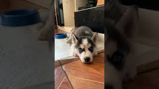 Husky siberiano filhote.