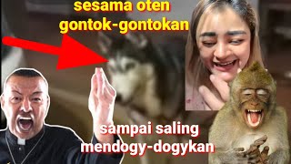 menyalah kristen sampai saling mendogy-dogykan