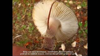 Lepiota brunneolilacea. Champimaginatis. English Text.