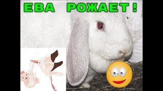 РОДЫ КРОЛЬЧИХИ ЕВЫ!