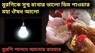 মুরগি পালনে আলোর সঠিক ব্যবহার। খামারে আলো দেওয়ার সঠিক নিয়ম।