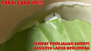 PEMIJAHAN SEPAT BIRU/BRAZIL, DI TEMPAT YANG SEMPIT , CARA INI LARVA/BURAYAK IKAN TUMPAH RUAH!!!