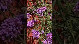 Hummingbird Hawk Moth in the garden!