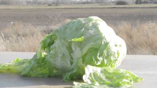 Lettuce Luancher