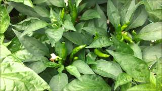 How to grow hot peppers part 8 and a tomato update