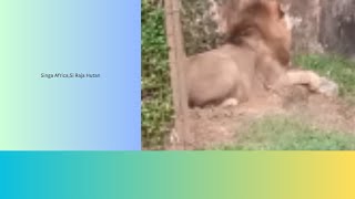 SINGA Africa,Si Raja Hutan #Video