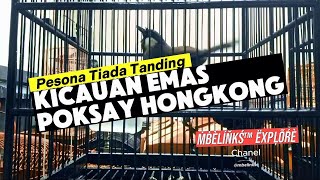 Pesona Tiada Tanding Kicauan Emas Poksay Hongkong by @mbelinks