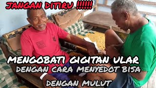 Digigit Ular Hijau Ekor merah,ini yang dilakaukan Pawang Ular untuk menyembuhkannya