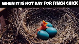 When It's Hot Day For Finch Chicks