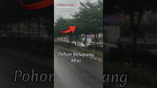 Agar Jalan Menjadi Teduh, Ditanami Pohon Ketapang Mini #viral #rumah #rumahminimalis #trending