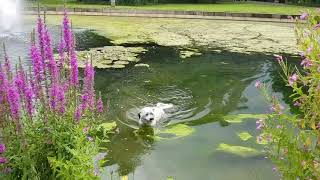 Small Shichon Pup Decided to Take a Swim in a Fountain. Gunnersbury Park