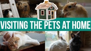 Visiting The Pets (back at home)