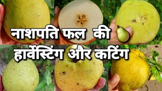 cutting of Different variety of pear fruit 🍐🍐 #seasonalfruit #farming @gardening_lover7469