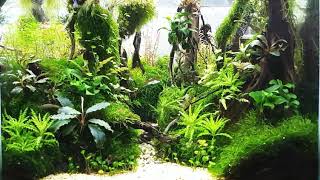 Aquascape tema hutan tropis