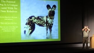 Painted Dog Conservation: The Trials and Tribulations of Conserving an Endangered Predator