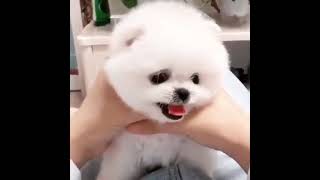 Mini Pomeranian 😍😘| Funny and Cute Pomeranian videos