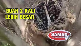 ALHAMDULILLAH, TESTIMONI PETANI KELAPA SAWIT ( Bpk. FAUZI/Bangka Belitung )