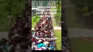 seperti ulat bulu sungguh aneh tapi nyata, rugi rasanya gak di simak