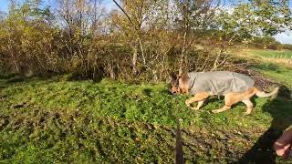 German shepherd on walk. Eros på tur. 01.10.2024. still you tubes most boring video part 1