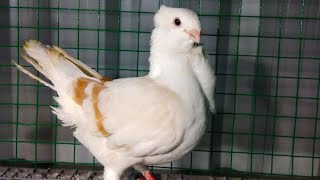 Fancy pigeons