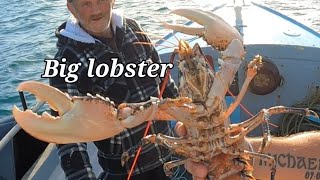 BIG LOBSTER