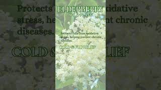 Elderberry - Sambucus nigra