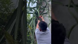 Harvest dragon fruit -raw vid #harvest #dragonfruit #fun  #yummy  #happy  #shorts  #trending