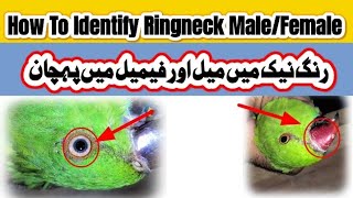 How To Identify Ringneck Male Female Difference | Ringneck Mein Male Aur Female Mein Pehchan #birds